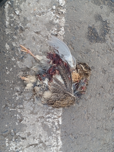 Common Quail