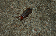 Pacificanthia consors