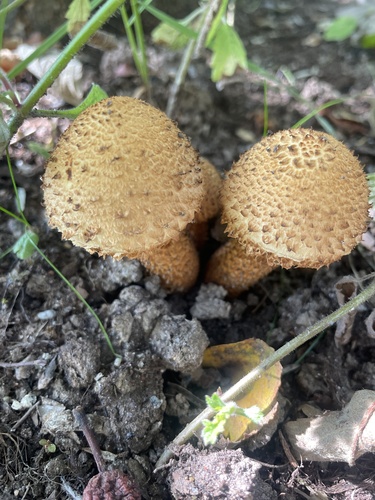 shaggy scalycap