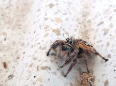 Phidippus bidentatus
