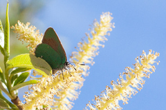 Callophrys dumetorum
