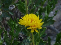 Grindelia chiloensis
