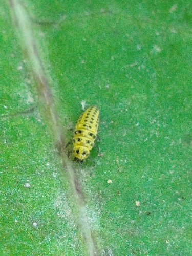 22-spot Ladybird