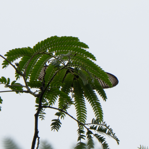 Common Rose Swallowtail