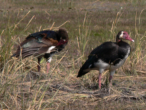 iNaturalist image