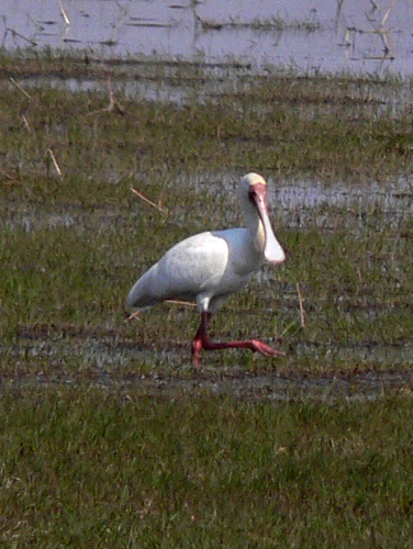 iNaturalist image
