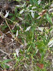 Rubia peregrina, photograph (c) Dave Shenton, some rights reserved (CC BY)