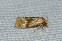 Gynnidomorpha romonana