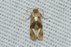 Gynnidomorpha romonana