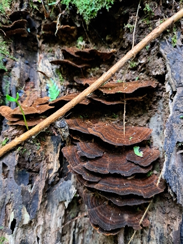 Hymenochaete microcycla observed 2026-09-06