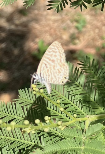Lang's Short-tailed Blue