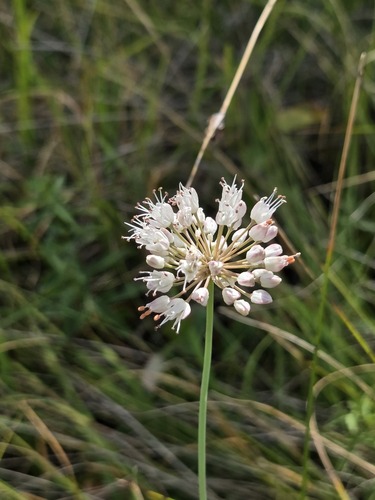 Allium suaveolens, photograph 3