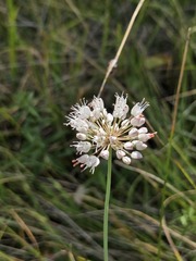 Allium suaveolens, photograph (c) Elisabeth Wesely, some rights reserved (CC BY)