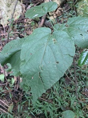 Pyrenacantha grandiflora