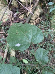 Pyrenacantha grandiflora