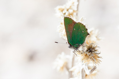 Callophrys dumetorum
