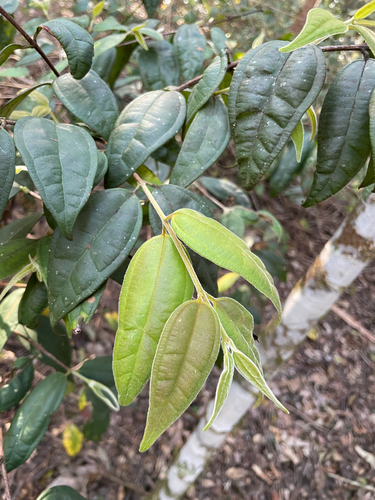 Rhodamnia rubescens, photograph 3