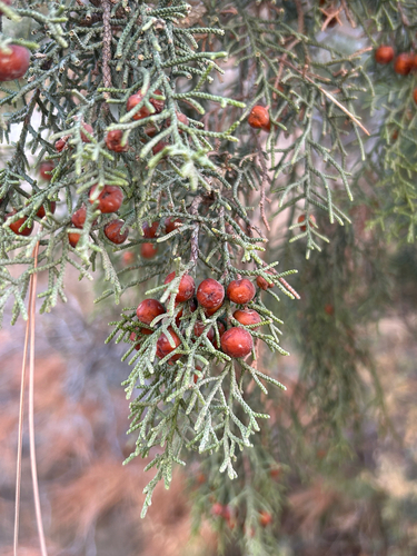 Phoenicean juniper