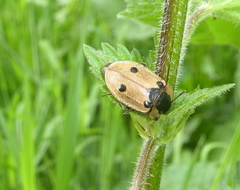 Dendroxena quadrimaculata