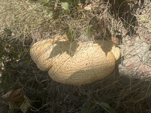 Dryad's Saddle