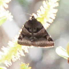 Euclidia ardita