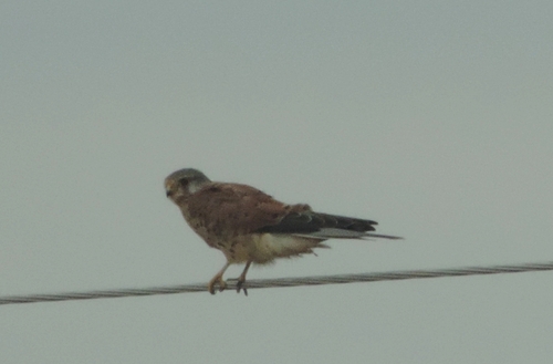 Eurasian Kestrel