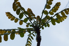 Comocladia macrophylla