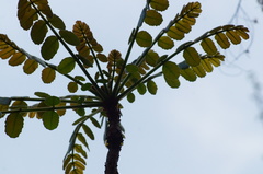 Comocladia macrophylla