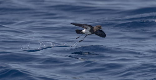 iNaturalist image
