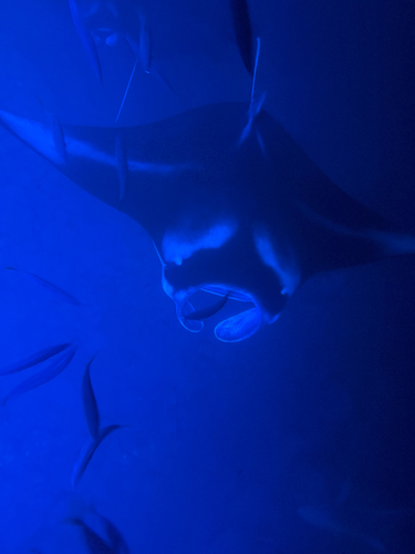 Mobula, 2026-09-05