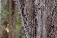 Comocladia macrophylla