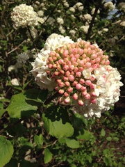 Viburnum carlcephalum