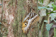 Caligo idomeneus