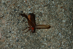 Pacificanthia consors