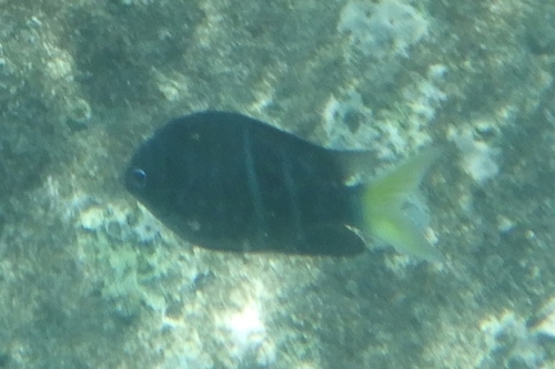 Abudefduf notatus observed 2026-08-30