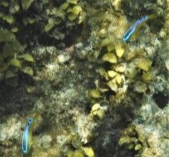 Chrysiptera brownriggii