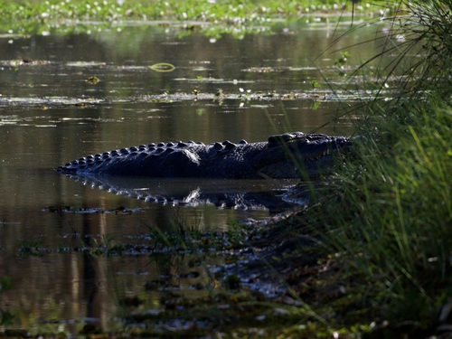 Saltwater Crocodile