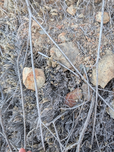 Selaginella bigelovii, photograph 5