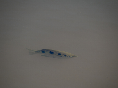 Spotted Archerfish