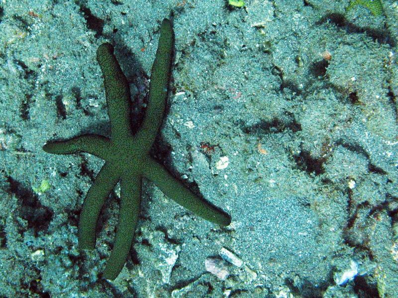 Luzon seastar