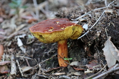 Leccinellum corsicum