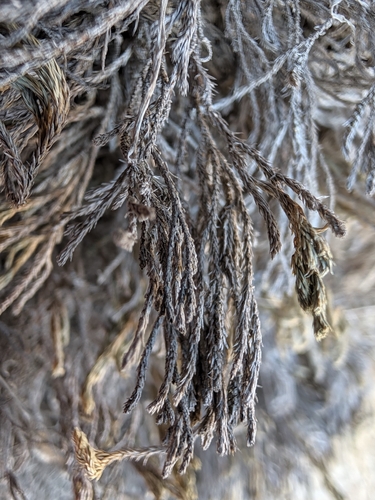 Selaginella bigelovii, photograph 6