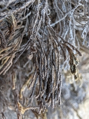 Selaginella bigelovii, photograph (c) Konshau Duman, some rights reserved (CC BY)