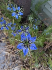Nigella damascena