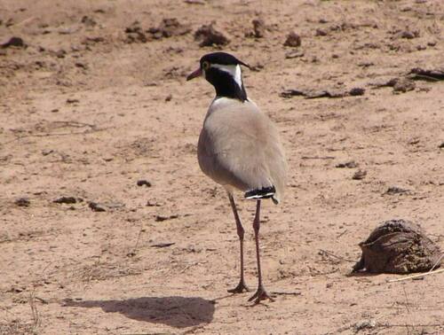 Black-headed Lapwing