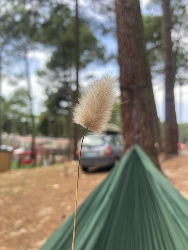 Hare's Tail Grass