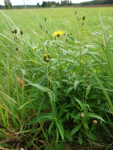 Canada hawkweed