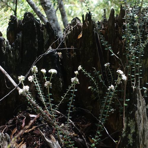 Pimelea nivea, photograph 3