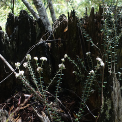 Pimelea nivea, photograph author not stated, no rights reserved