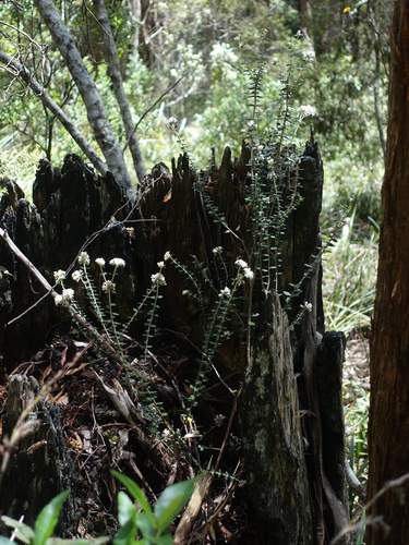 Pimelea nivea, photograph 4